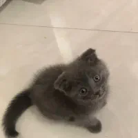 بچه گربه اسکاتیش