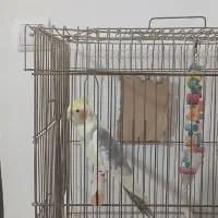 عروس هلندی شیطون و اوازخوان