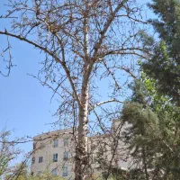درخت چوب اره برقی هرس کاری قطع درخت رفع خطر|خدمات باغبانی و درختکاری|تهران, قیطریه|دیوار