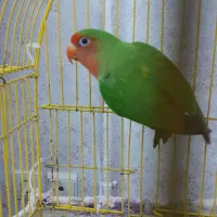 طوطی برزیلی نر آماده