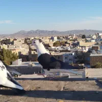 کفتر یا کبوتر|پرنده|تربتحیدریه, ۴۵ متری|دیوار