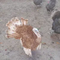 گوشتی|حیوانات مزرعه|مشگین شهر, |دیوار