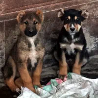 یک جفت توله نر سرابی