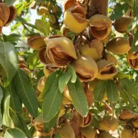 نهال گردو و بادام و میوه|گل و گیاه طبیعی|ماکو, |دیوار