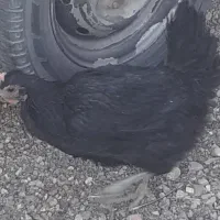 مرغ تخمگذار درجه ۱