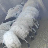 ۸۰ تا تا بره ۴۰ کیلویی فروشی|حیوانات مزرعه|شهر بابک, |دیوار