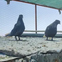 سیاه دم سفید شمعک تخت
