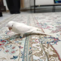 راهب|پرنده|کرج, کلاک پایین|دیوار