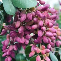 اکیپ پسته چینی قوی