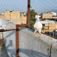 کبوتر طوقی|پرنده|دلند, |دیوار