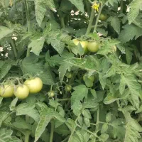 کارگر همه کاره