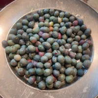 ونوشک.پسته کوهی