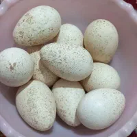 تخم بوقلمون نطفه دار