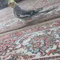 عروس هلندی نر