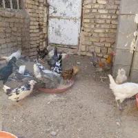 نیمچه گلین