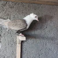 تابلو فرش نقش ک ب و ت ر|تابلو فرش|فردوس (خراسان), |دیوار