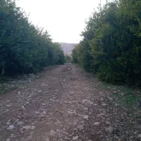 فروش-معاوضه-باغ-ثمری