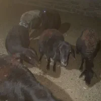 پنج عدد میش داشتی|حیوانات مزرعه|طاغنکوه, |دیوار