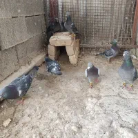 کبوتر پلاکی مگزی