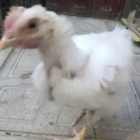 جوجه گوشتی
