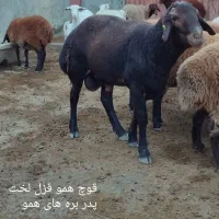 بره قوچ همو قزل افشار