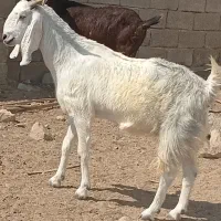 پازن داشتی بز دورگ پاکستانی|حیوانات مزرعه|سعدآباد, |دیوار