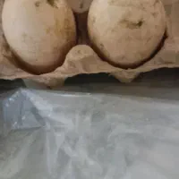 اردک خارجی دانه 1500000تومان