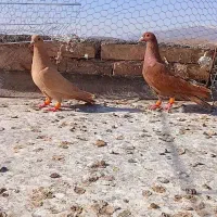 کفتر پرشی جوجه بوم