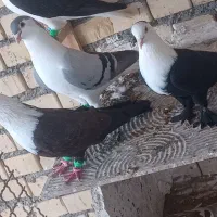 کله سفید درجه یک  نراوماده