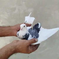 کبوتر غریبگیری پرشی