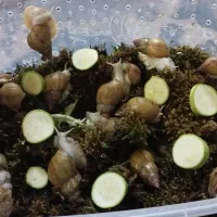 حلزون تخم گذار آلبینو