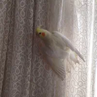 جفت عروس لوتینو خشکل