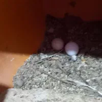 مرغ خروس محلی|حیوانات مزرعه|کرمان, |دیوار