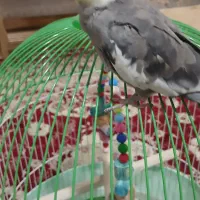 فروش یک عدد عروس هلندی|پرنده|املش, |دیوار