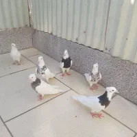 کفتر طوقی یک جفت سرور و ۴تا طوقی جوان|پرنده|اردکان, |دیوار