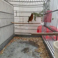 قناری ماده جفتی سهره|پرنده|قدس, شهرقدس|دیوار