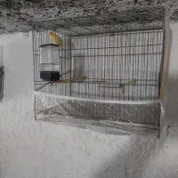 قناری مست مست|پرنده|خسروشاه, |دیوار