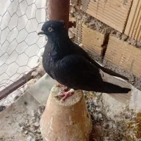 دم سفید|پرنده|فلاورجان, |دیوار