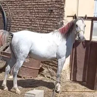 مادیان درهشور|اسب و تجهیزات اسبسواری|شهرکرد, |دیوار