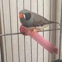 فنچ جوان. نر