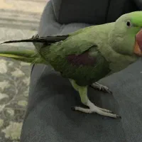 شاه طوطی اسکندری نر دستی سخنگو