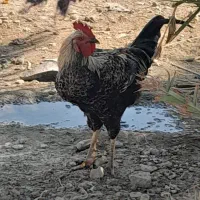 سه عدد خروس محلی جوان