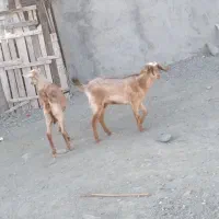 بز چاق و سرحال بز داشتنی