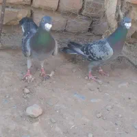 دو عدد مگس نر