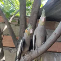 از کوچیکی دست خودم بوده