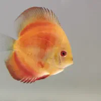 فروش پنج عدد ماهی دیسکس|ماهی|مبارکه, |دیوار