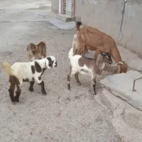 بز نجدی|حیوانات مزرعه|مسجد سلیمان, |دیوار