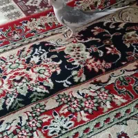 عروس هلندی نر