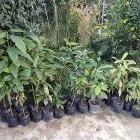 سیکاس وآواکادو|گل و گیاه طبیعی|شیرود, |دیوار