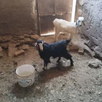 سه عدد بزغاله بومی